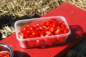 Solar Dehydrating Tomatoes, Step-by-Step Image